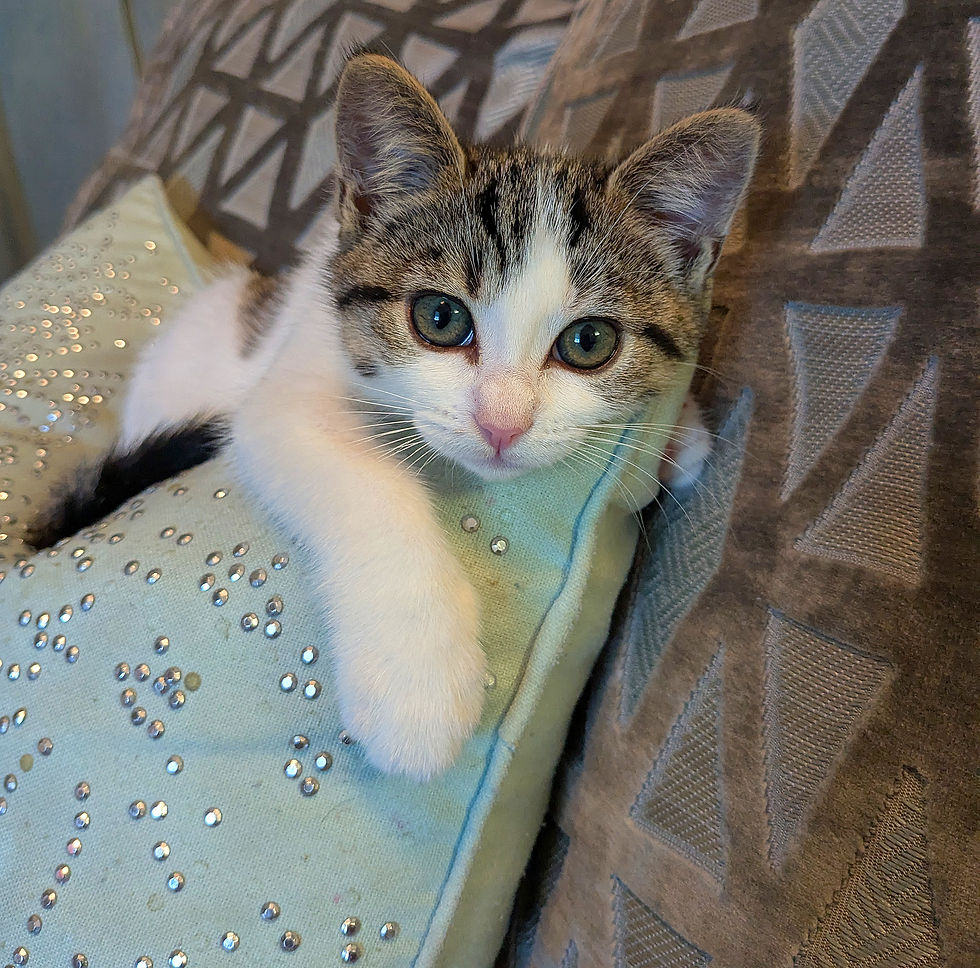 Meet Kitten Gucci