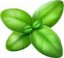 basil.png