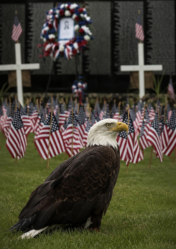 Eagle_edited.jpg