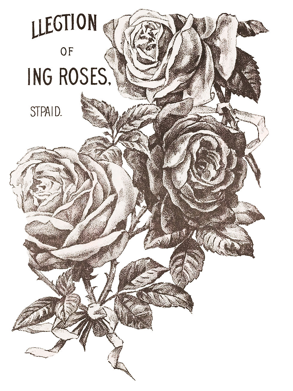 Thumbnail: May Roses Transfer Pad