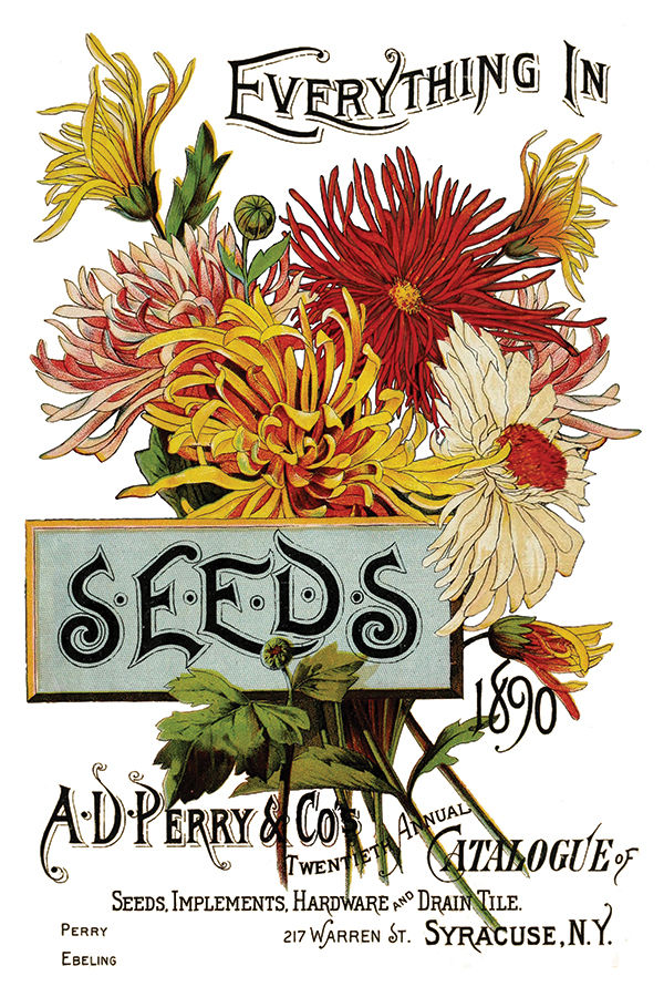 Thumbnail: SEED CATALOGUE IOD TRANSFER 8×12 PAD