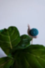 Snail Plant Buddy