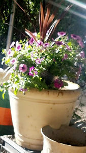 Flower that my Abuela Martha Grew