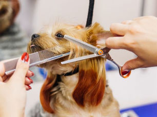 Dog Grooming