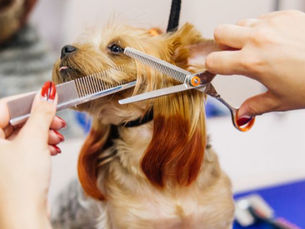 Dog Grooming 101