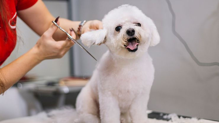 Professional Grooming for Dogs