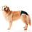 Miniatura: Protector para Pañal & Calor – Perros Hembras