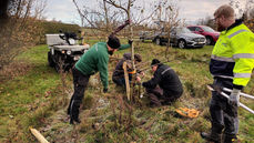Viking Malt hjælper med udbedring af stormskader i Frugtlunden