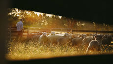 Merino Wool Farmers