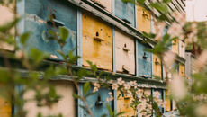 Portable beehive in mountains of Tajikistan.