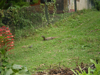 13 A monitor sunning himself in Eden.jpeg