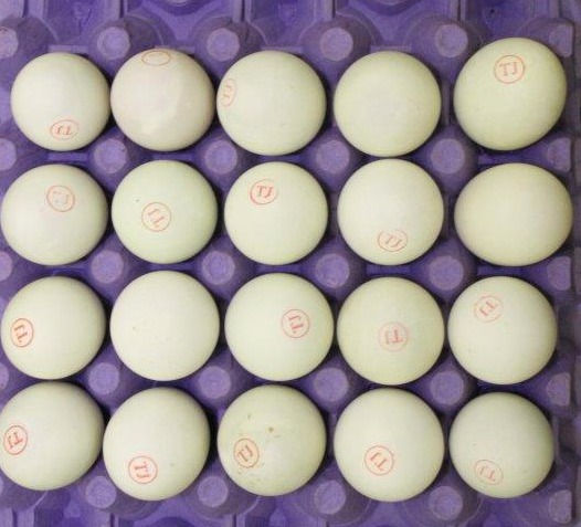 Fresh Balut Eggs