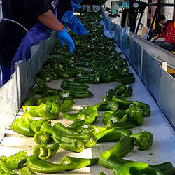 Green chile sorting line