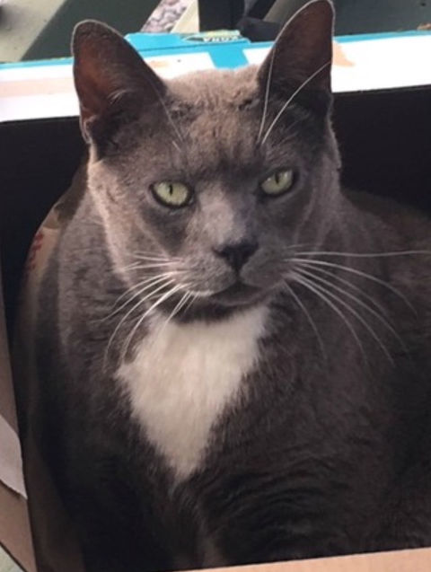 Cats of Mahana House - Radar