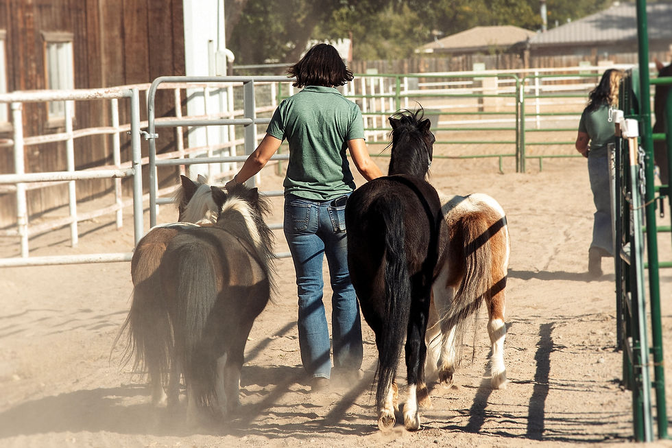 Horses for Healing Family Programs