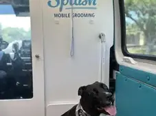 Peluquería móvil Splash