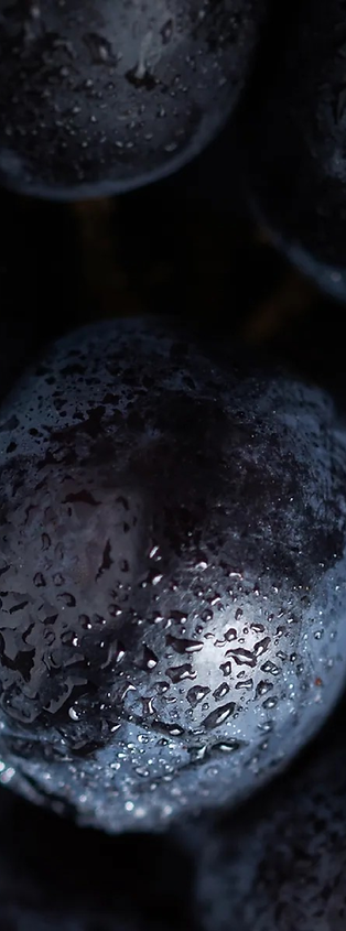 Pinot-noire1.png