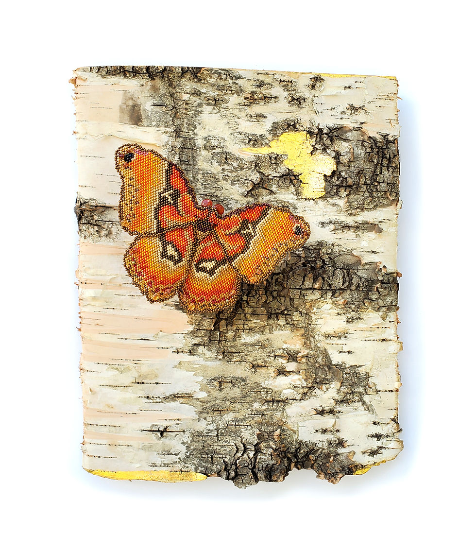 Thumbnail: Imago Dei: Callosamia Promethea (Promethea Giant Silk Moth, Female) 
