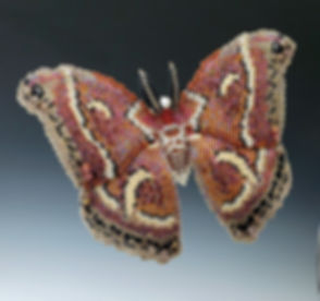 Imago Dei: Hyalophera Euryalus (Ceanothus Giant Silk Moth)