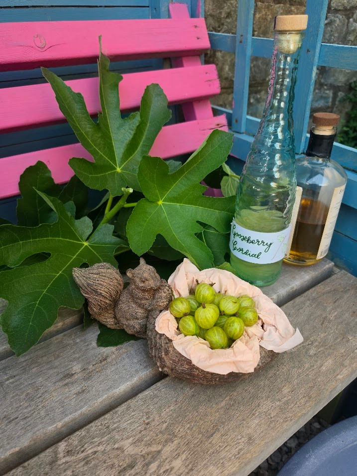 Green gooseberries in a shell bowl beside a bottle labeled gooseberry cordial, with fig leaves on a pink-and-blue bench.