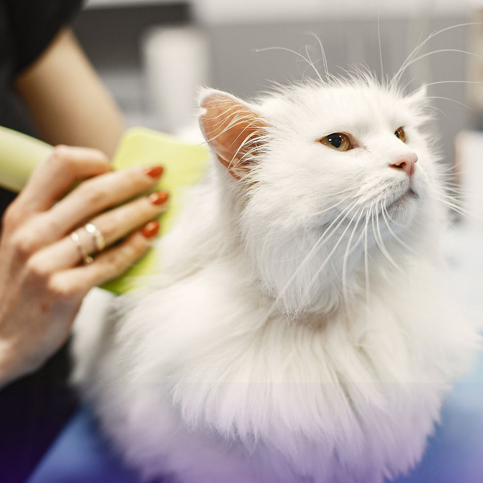 What to Expect at Your Cat's First In-Home Grooming Visit