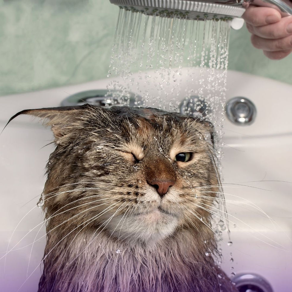 I Listen to Your Cat: Free Return Visits When They Need a Break