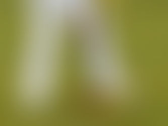 Nelson Lands Charity One Ball at Sidmouth