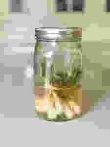 Quick Pickles