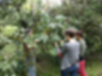 Alyson picking coffee