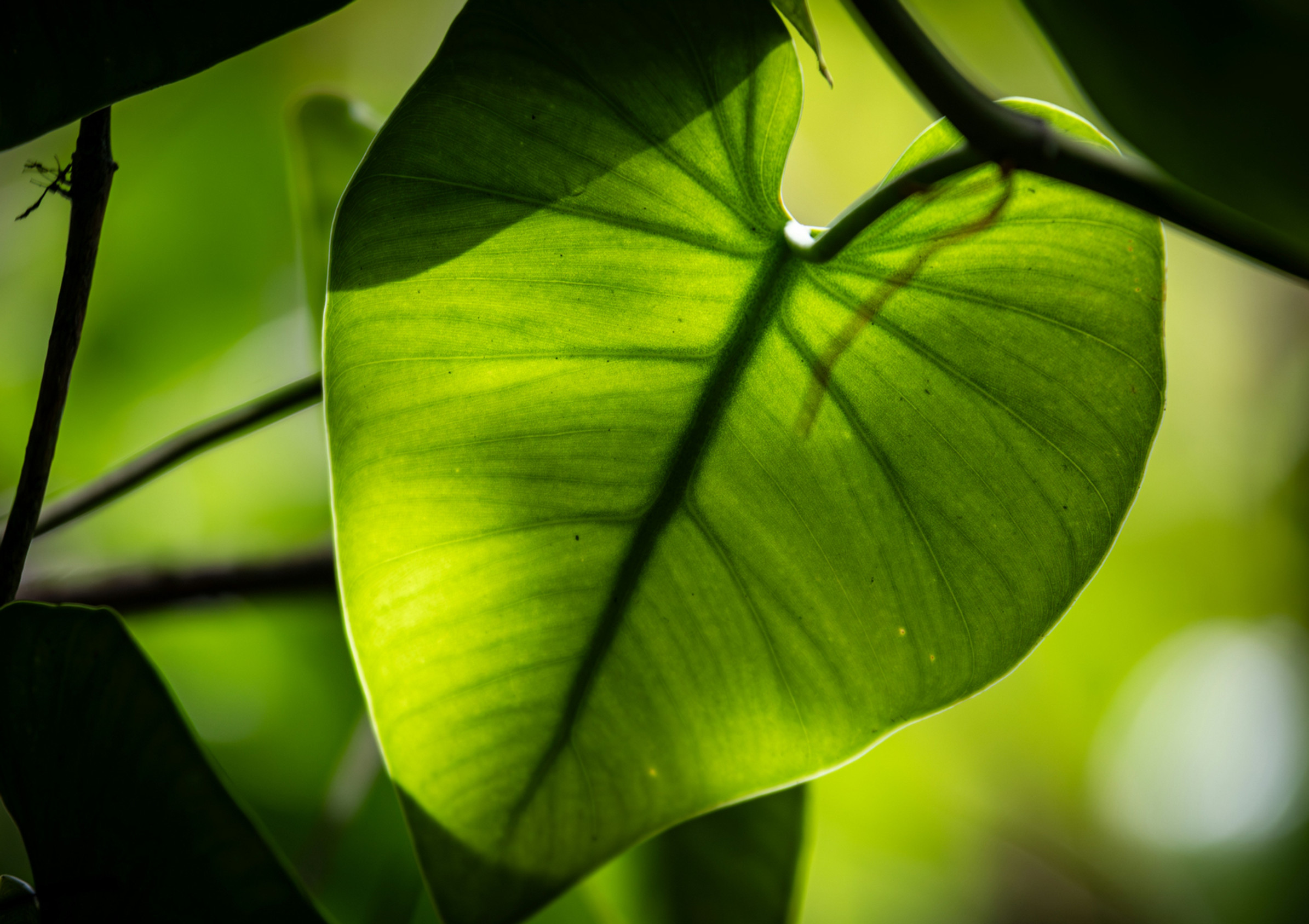 green leaf in the shape of a heart