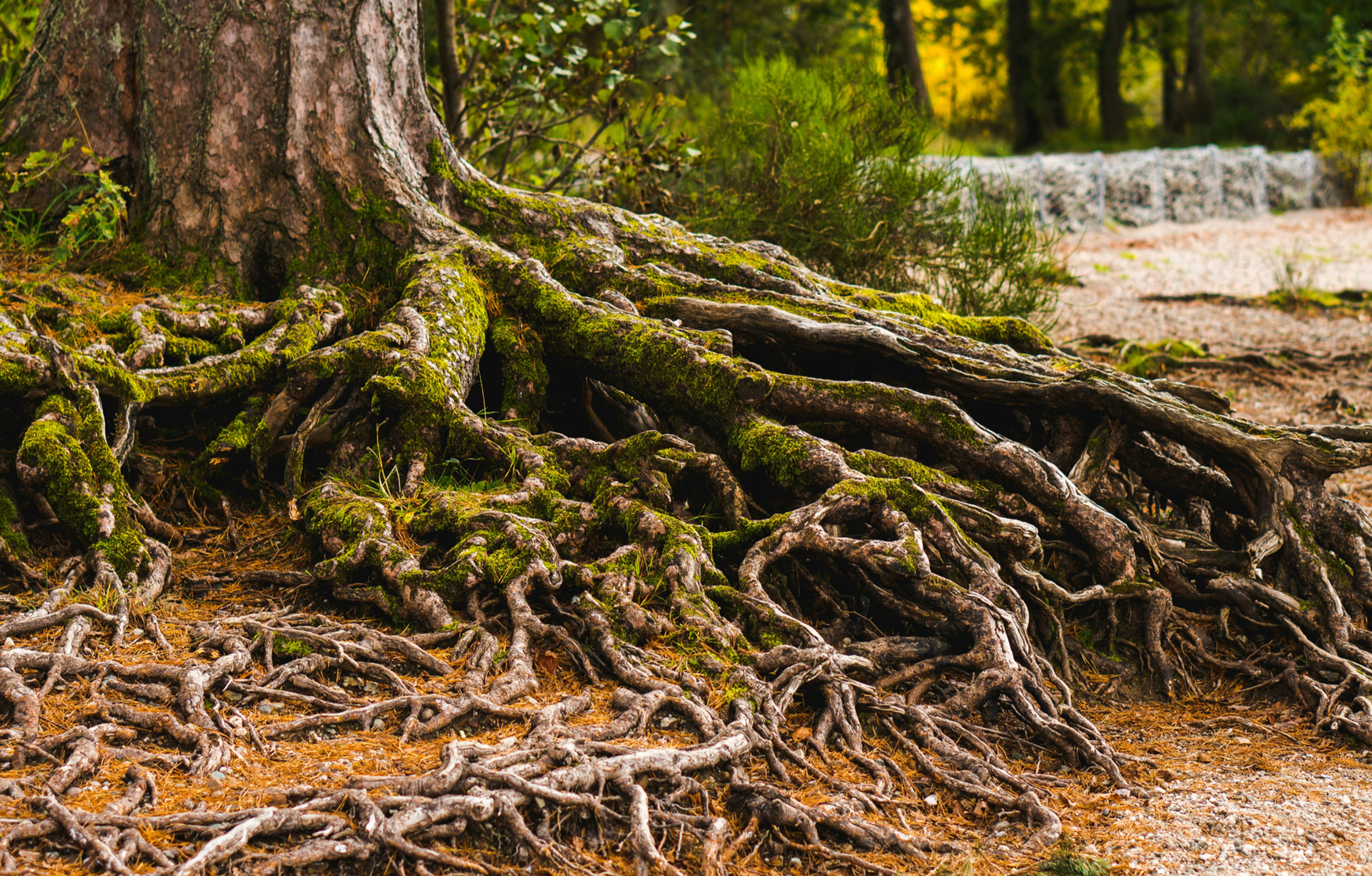 big tree with exposed roots that have moss on them and a river in the background