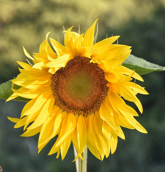 Sonne5.jpg