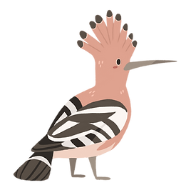 hoopoe.png