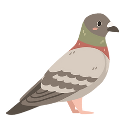 rock dove.png