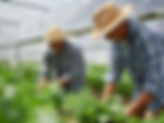 Sous les panneaux solaires, les framboises prospèrent