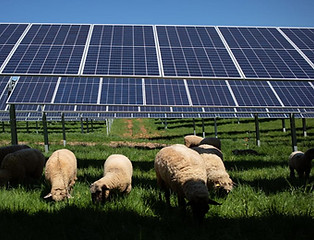 centrales agrivoltaiques