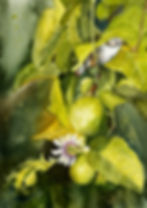 Eklingji Botanical Series