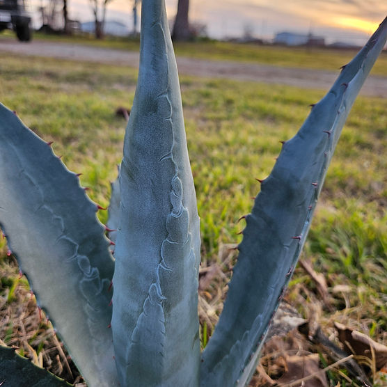 Agaves | Coyote Trail Nursery