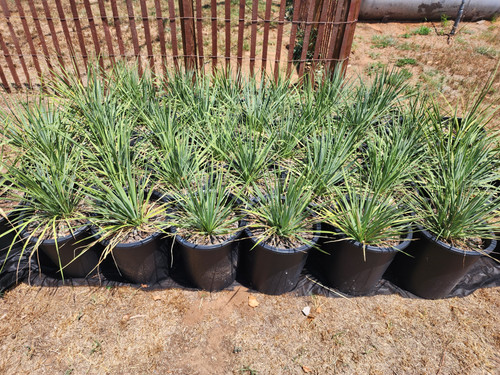 yucca様確認用 ユッカ確認用