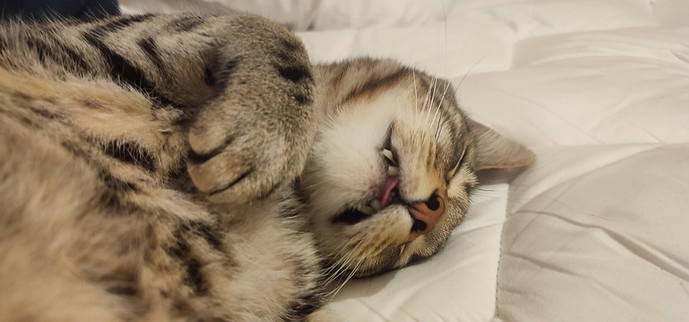 Momo 2.jpeg