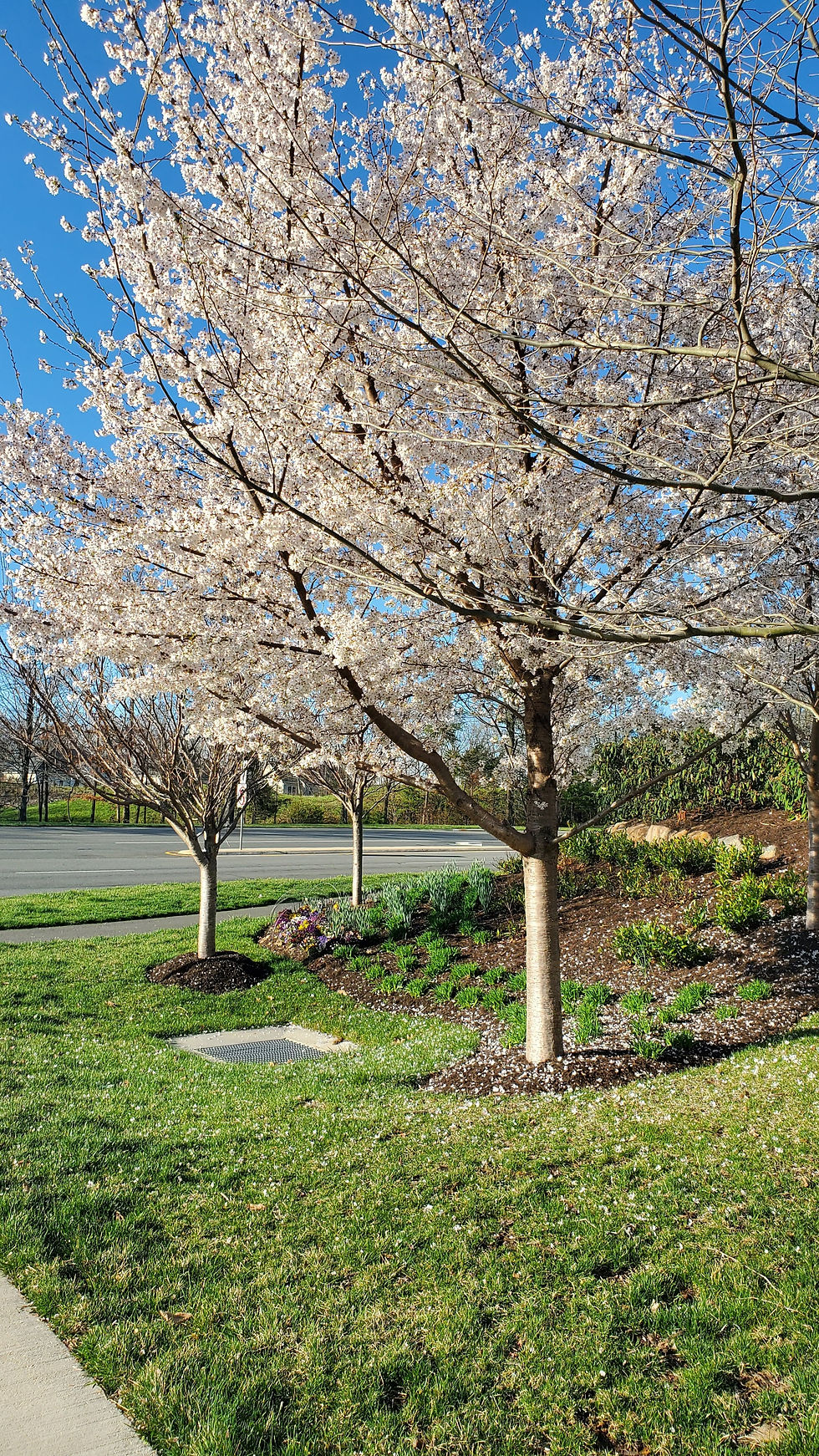 Cherry blossoms in Brambleton, VA