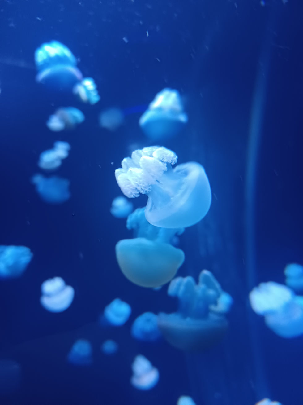 Jellyfish at Baltimore National Aquarium