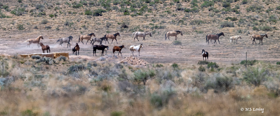 Wild horse herd Ouray Wildlife Refuge Utah b DSC_4878-1