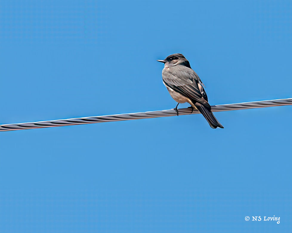 Say's Phoebe