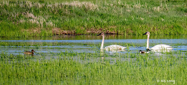 Trumpeter swans and shoveler ducks DSC_3504-1-1.jpg