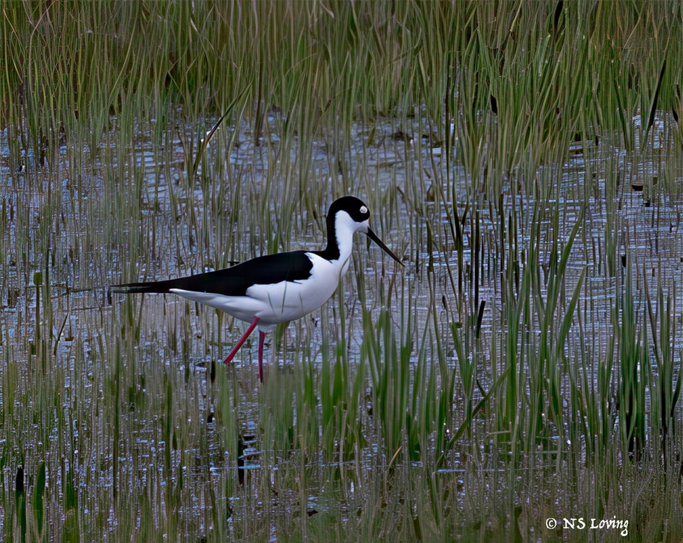 Black-necked stilt