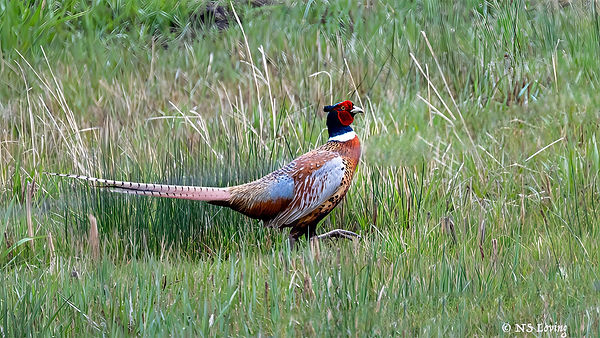 Pheasant male DSC_3249-1-1.jpg