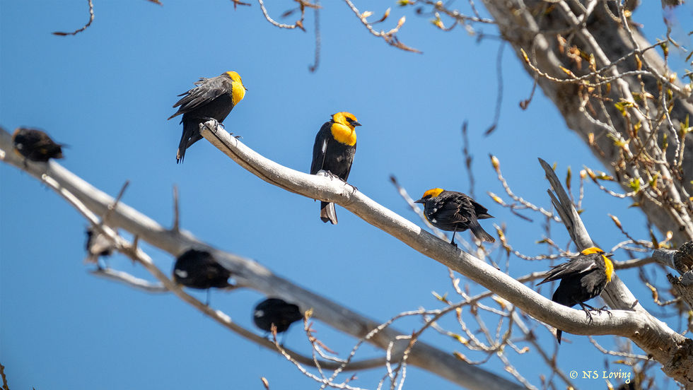 Yellow-headed blackbirds