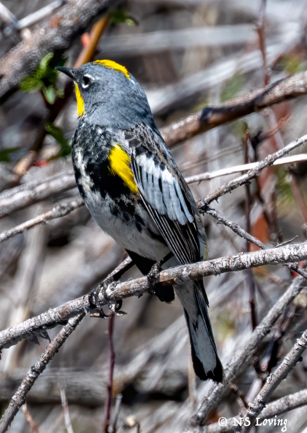 Audubon's Yellow-rumped Warbler