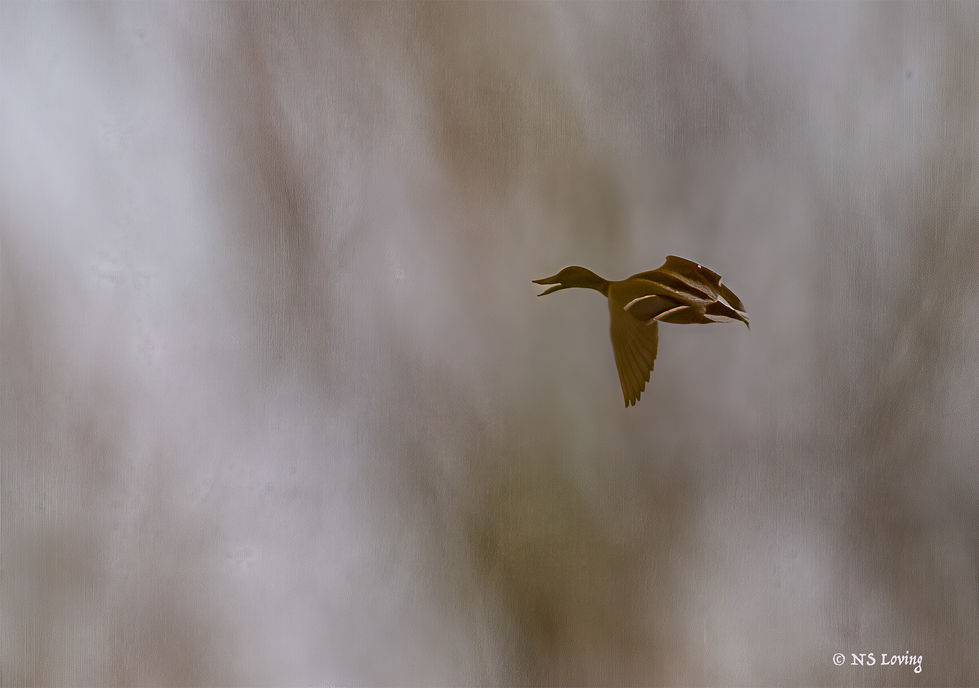 Mallard in flight Malheurn WR